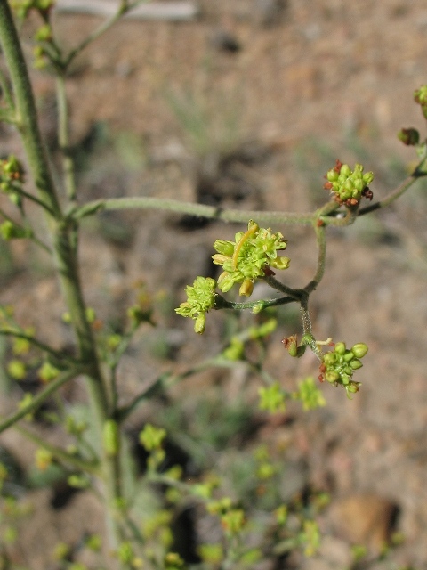 Pterogonum alatum (Eriogonum alatum)